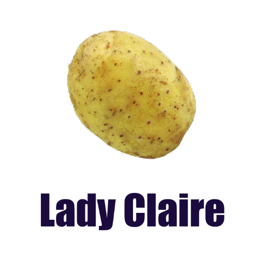 Πατατόσπορος Lady Claire