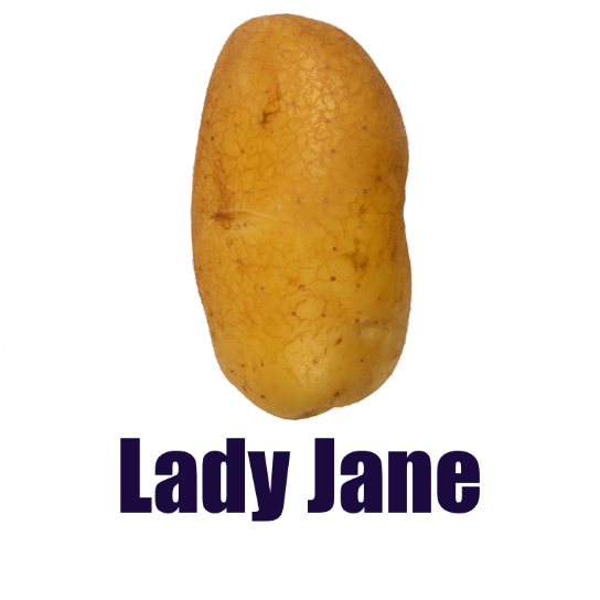 Πατατόσπορος Lady Jane
