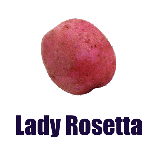Πατατόσπορος Lady Rosetta